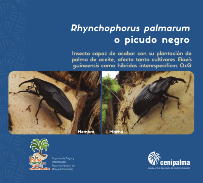 Brochure Rhynchophorus palmarum