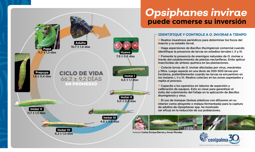 Infografía: Opsiphanes invirae puede comerse su inversión
